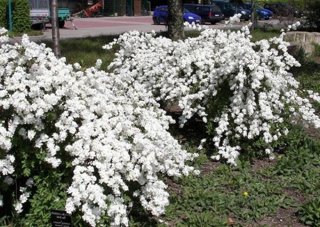 Экзохорда крупноцветковая описание фото сорта